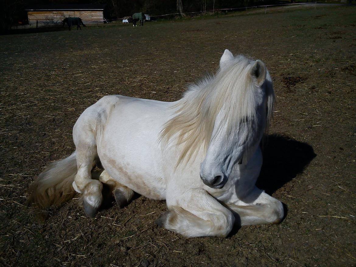 Anden særlig race Mikkel - Mikkel på folden. billede 7