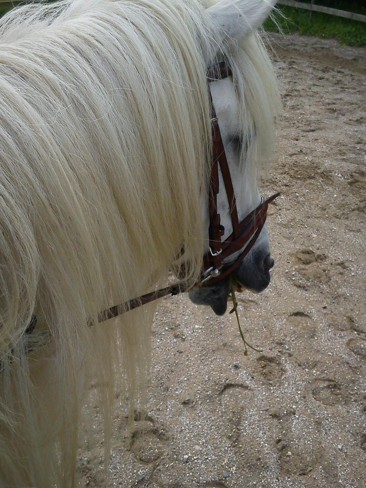 Anden særlig race Mikkel billede 8