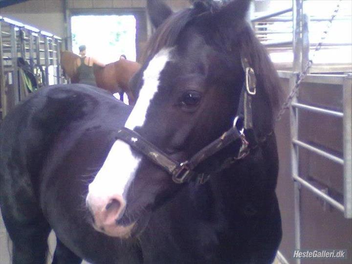 DSP BÆKLUNDS CADDIE - Der er kun en sol, der er kun en måne, der er kun en jord, og der er kun en Caddie♥ billede 1