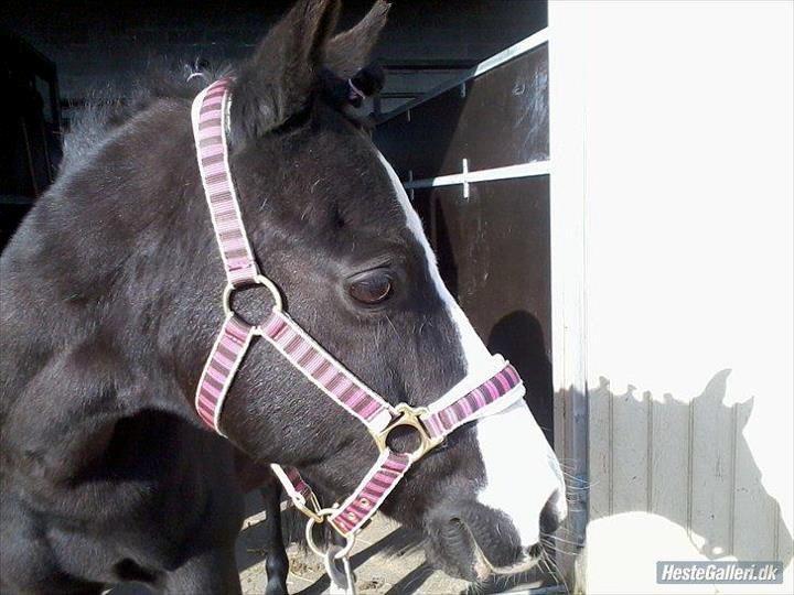 DSP BÆKLUNDS CADDIE - Der er mange ting i livet, som vil fange dine øjne, men kun få, som vil fange dit hjerte ♥ billede 7