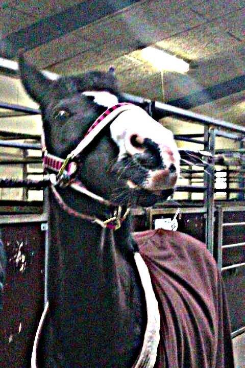 DSP BÆKLUNDS CADDIE - Når mit hjerte banker 
banker det kun for dig, 
når min hjerne tænker 
tænker den kun på dig♥. billede 10