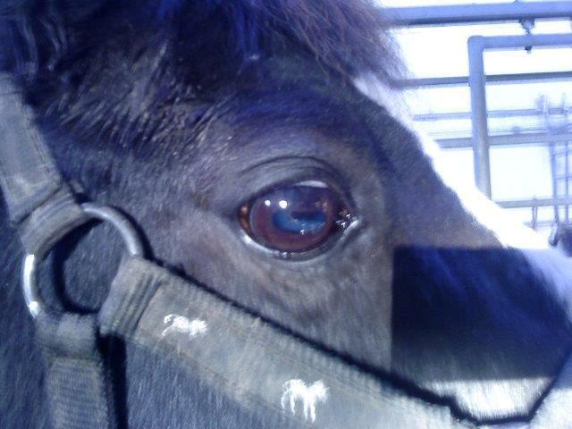 DSP BÆKLUNDS CADDIE billede 11