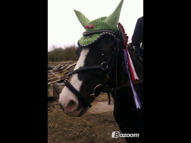 DSP BÆKLUNDS CADDIE - Politiet er på jagt efter en smuk, vidunderlig, dejlig, fantastisk og lækker pony. 
Men bare rolig, jeg sagde ikke hvor du var♥.  billede 14