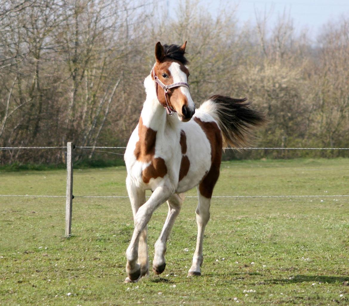 Pinto Love Never Dies (SOLGT) *For evigt elsket <3* - Lulu i april, hun er begyndt at kunne bevæge sig :) billede 31