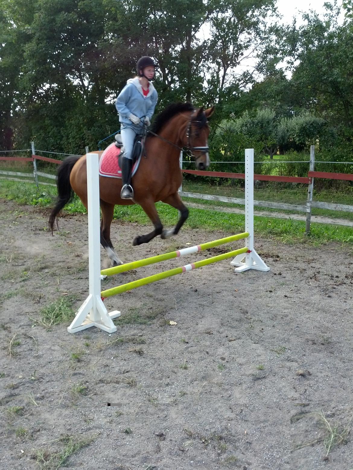 Dansk Varmblod Anica Møllebjerg - 50cm.
Ville ha spruget 80-90 cm. men måtte ikke billede 7
