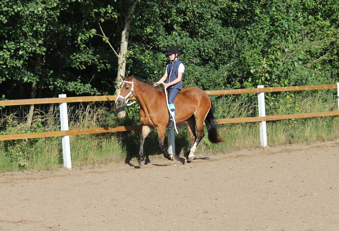 Welsh Cob (sec D) Greta (Passer) - Du gik perfekt den dag mus! <3 <3 
~Foto~ Mor :) billede 22