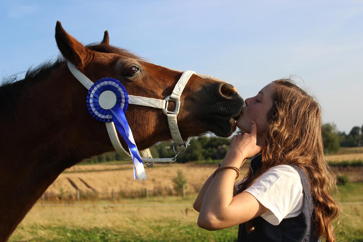 Welsh Cob (sec D) Greta (Passer) - Kyys :*
~Foto~ Sarah <3 billede 31