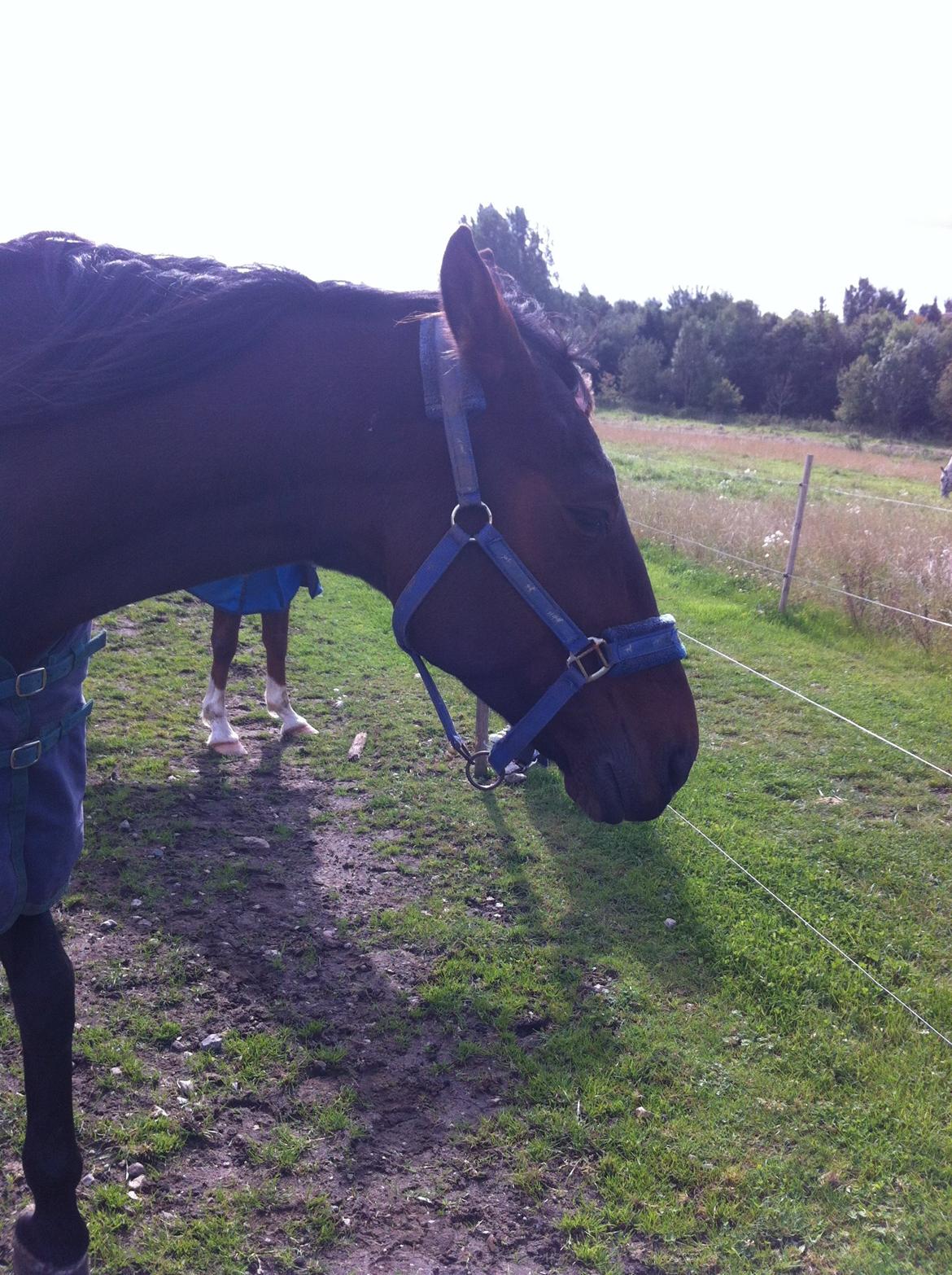 Anden særlig race Fladbjergs O'Mally(Tidl. hest!) - På folden billede 4