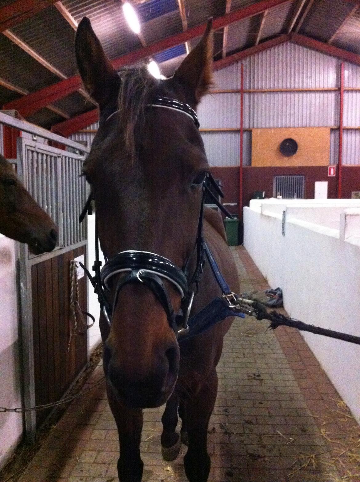 Anden særlig race Fladbjergs O'Mally(Tidl. hest!) - Samme dag som jeg havde fået ham<3 billede 5