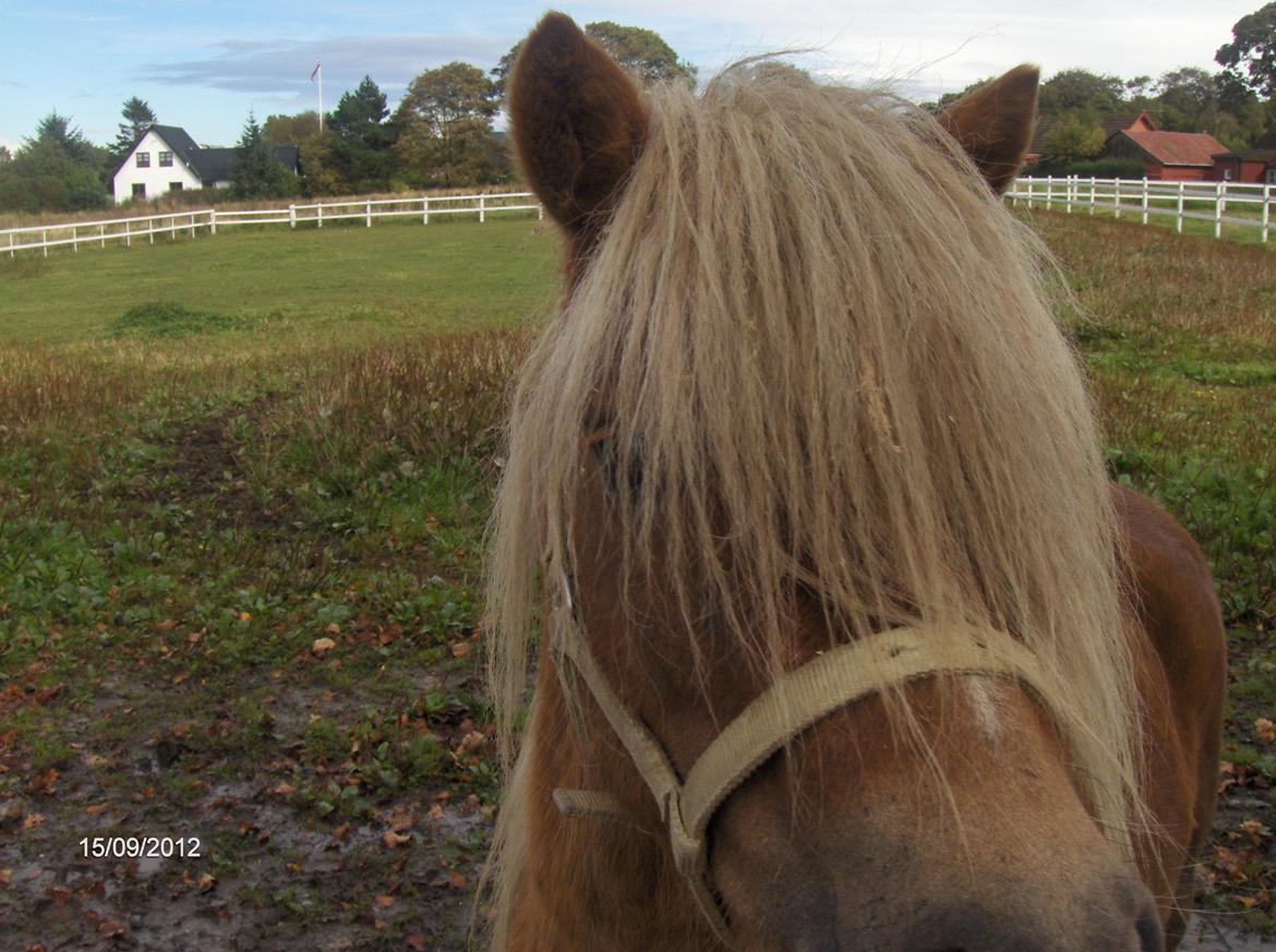 Shetlænder oliver (har passet)solgt - velkommen til olivers profil billede 1