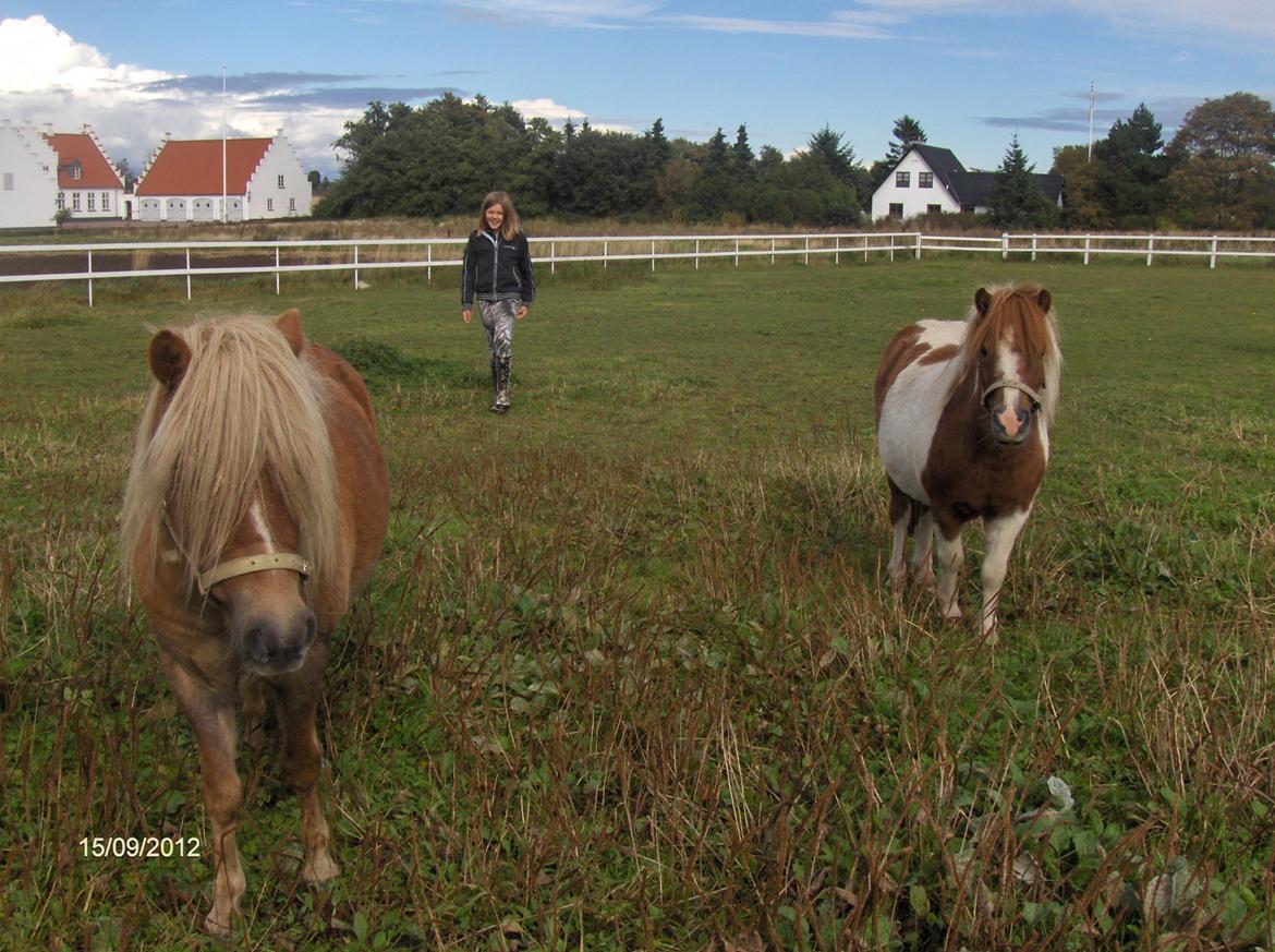 Shetlænder oliver (har passet)solgt billede 2