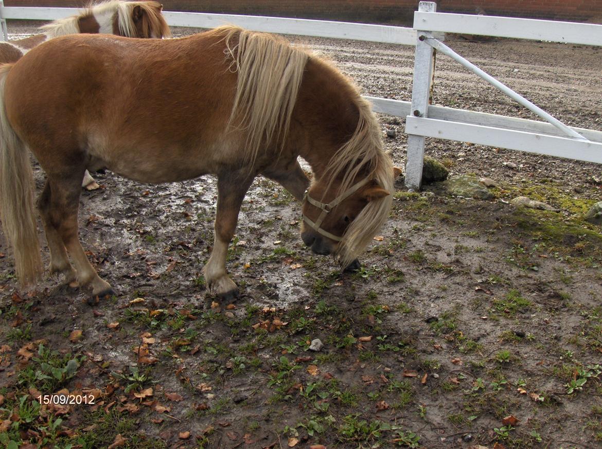 Shetlænder oliver (har passet)solgt - smuk  billede 3