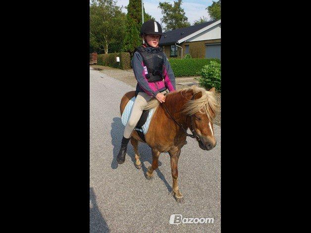 Shetlænder oliver (har passet)solgt - mig der ride søde olle billede 7