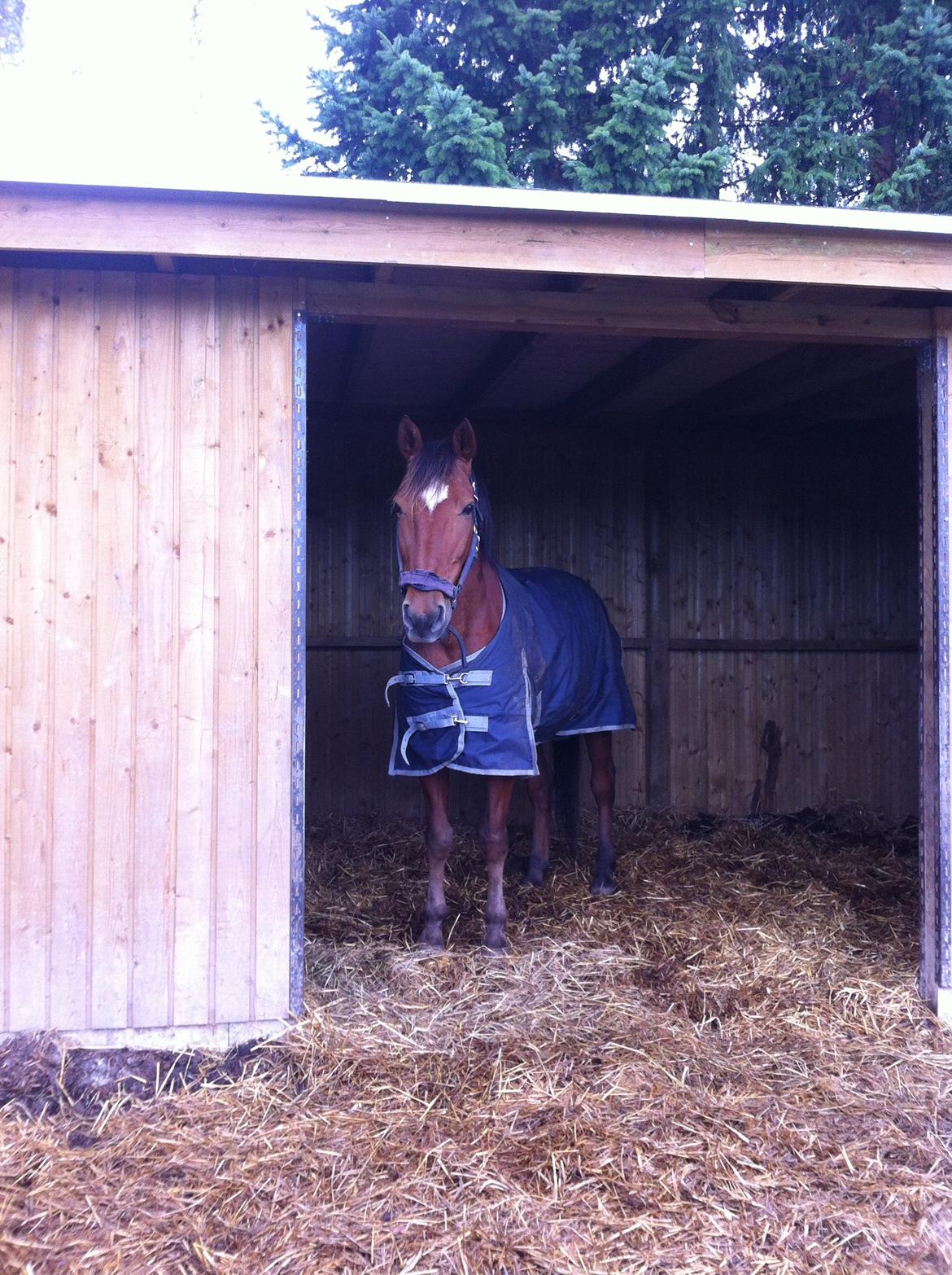 Welsh Partbred (Sec F) Bonjour Boyard billede 2