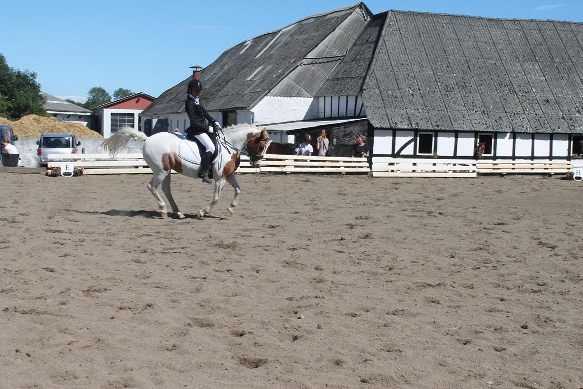 Anden særlig race Vanetta  - Skovsbo Rideklub  -  LA1
- Vi vandt begge klasser :)  billede 6