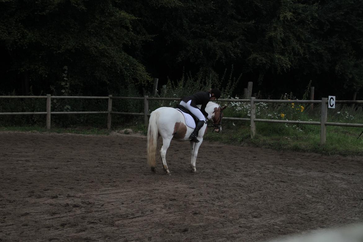 Anden særlig race Vanetta  - Du har været fantastisk lille pony :') 
- Kommer til at savne hende! billede 20