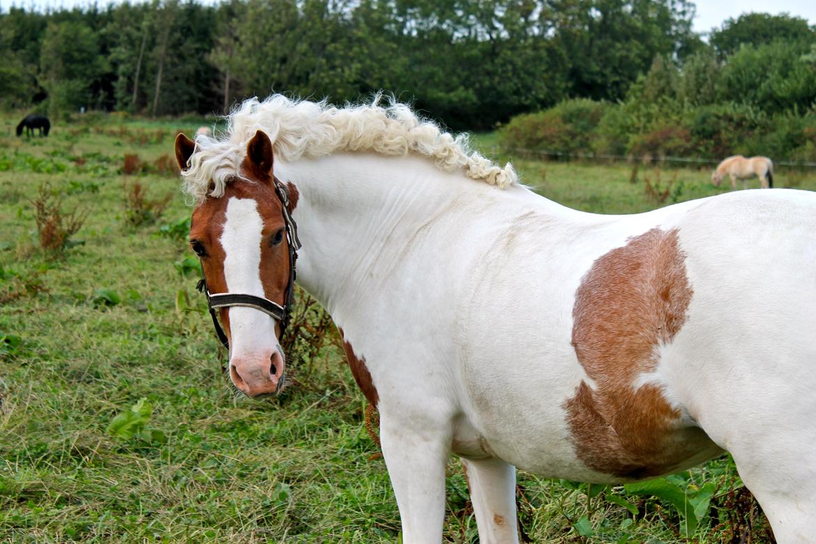 Anden særlig race Vanetta  - Vanetta lige efter stævne..
- Det var vores sidste stævne sammen :') billede 4