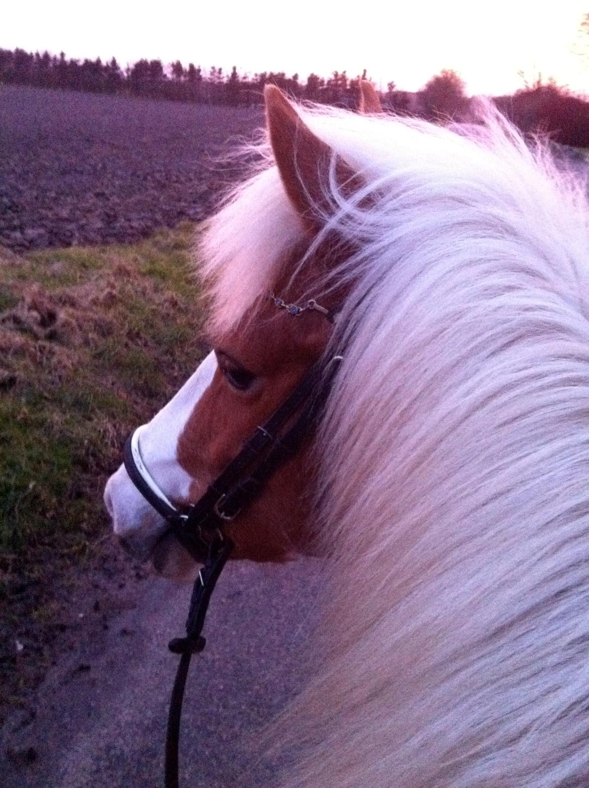 Anden særlig race Vanetta  - Flot aften tur med Vanetta (; billede 10