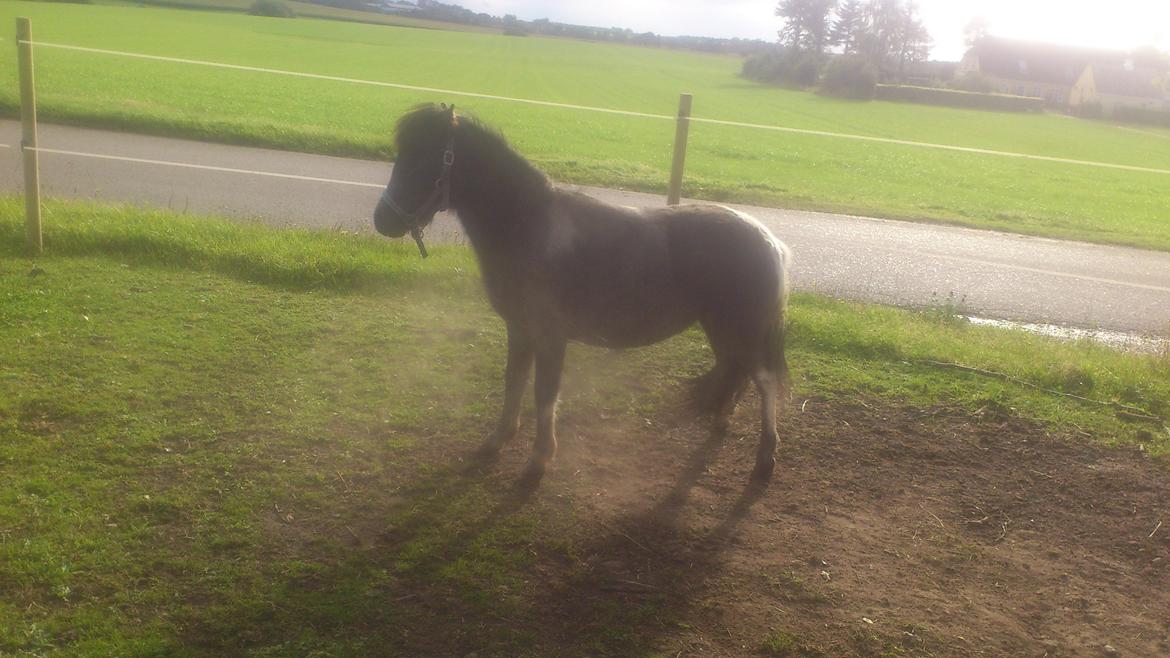 Anden særlig race ~Mister Surprise~ **romkulgen** billede 15