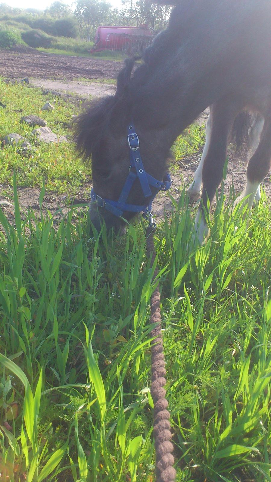 Anden særlig race ~Mister Surprise~ **romkulgen** billede 16