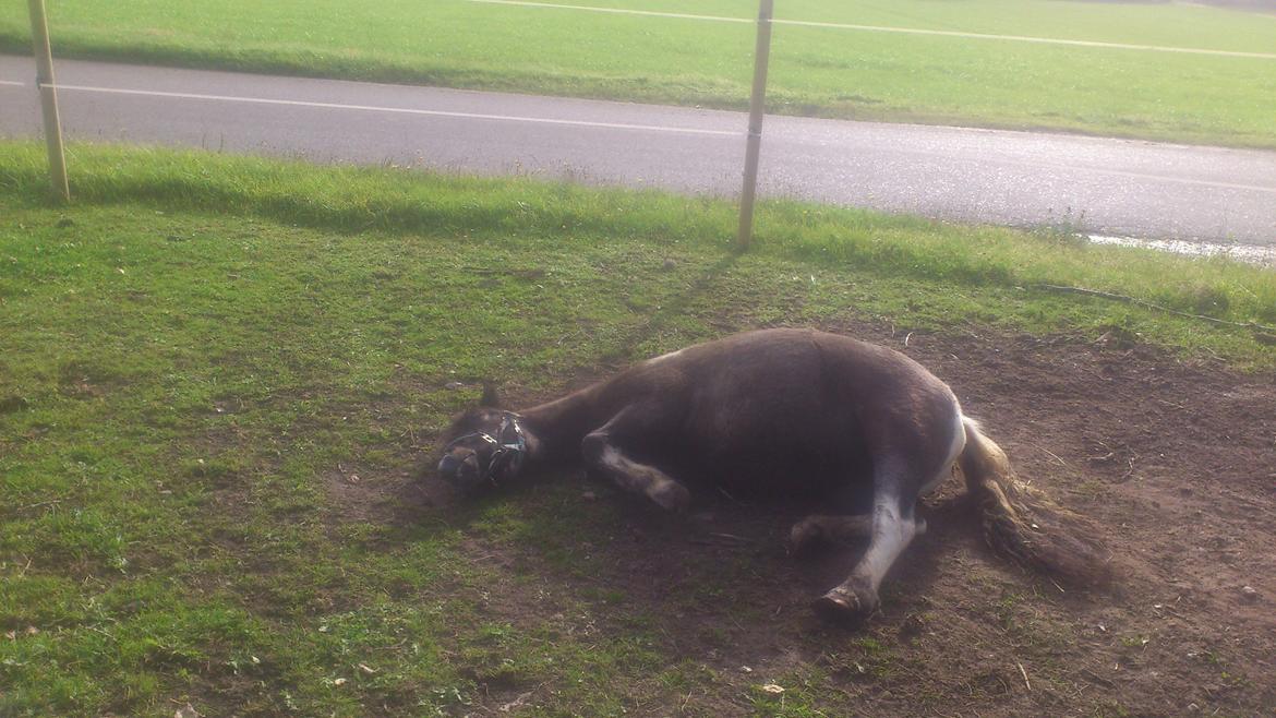 Anden særlig race ~Mister Surprise~ **romkulgen** billede 17