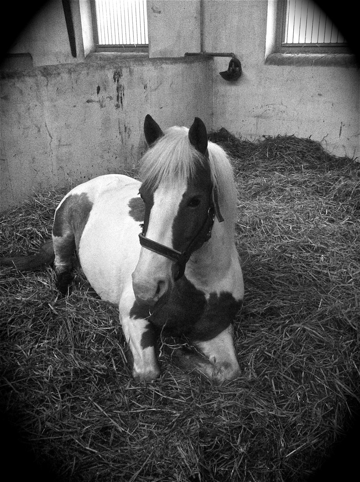 Anden særlig race Vanetta  - Søde lille pony ;)  billede 14