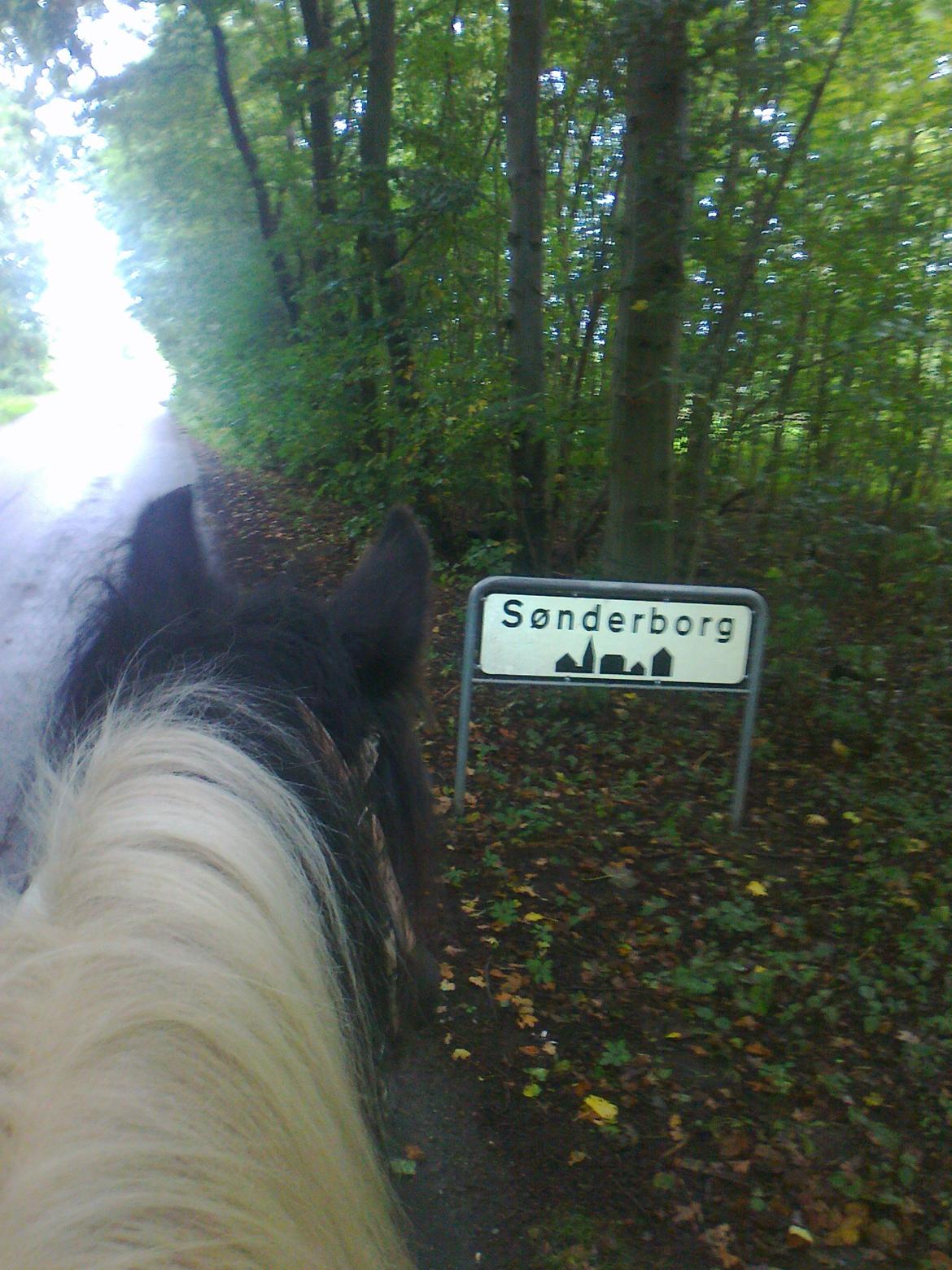 Irish Cob Plet (Hotspot<3) - Formiddags skovtur :)<3 22.09.12 billede 11