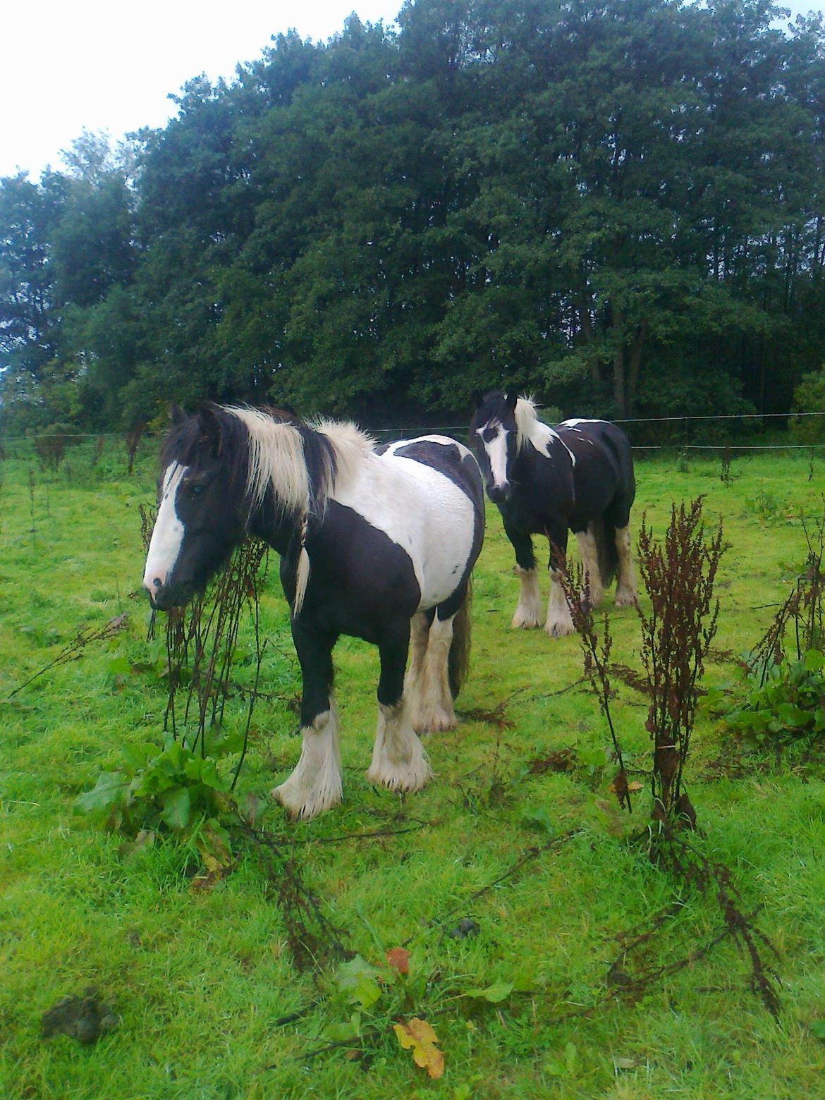 Irish Cob Plet (Hotspot<3) - Pfuff og Plet <3 billede 12