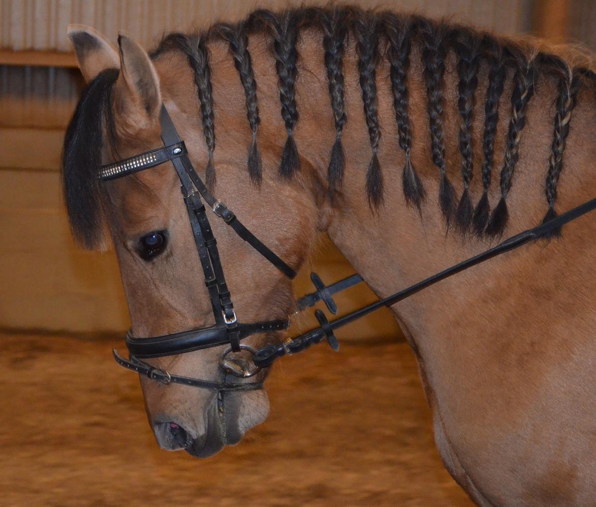 Anden særlig race Tequiro Sunset | Tio | <3 billede 4