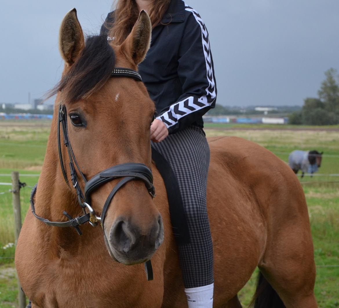 Anden særlig race Tequiro Sunset | Tio | <3 billede 5