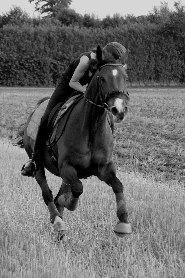 Anden særlig race | Bob - |FOTO: Sissel Hauge| billede 7