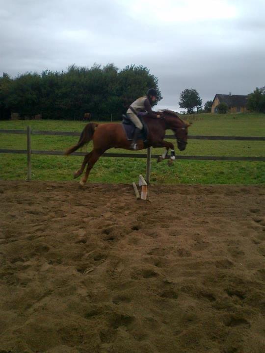 Frederiksborg Trymer - Trymer elsker at springe og overreagere derfor meget ;D billede 2