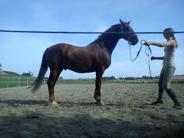 Frederiksborg Trymer - Horsemanship med drengen for at få ham til at slappe af billede 6