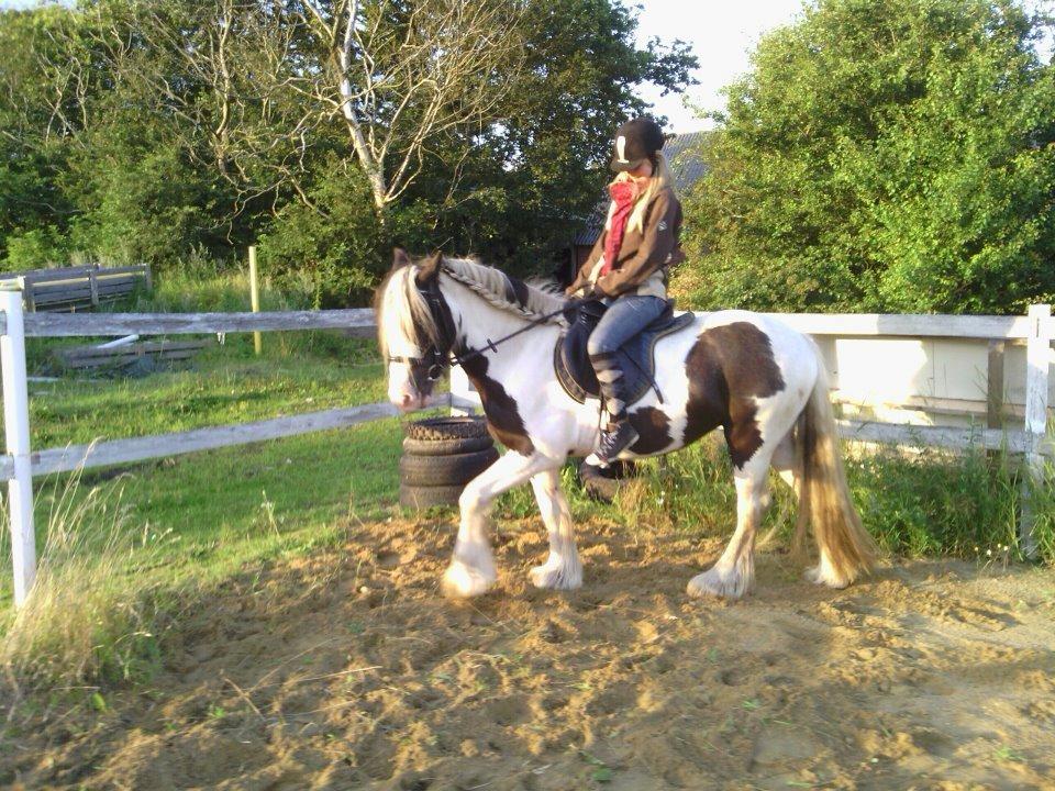 Irish Cob Ulla - Lidt dessur træning! billede 5