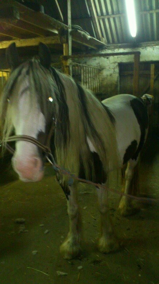 Irish Cob Ulla billede 6