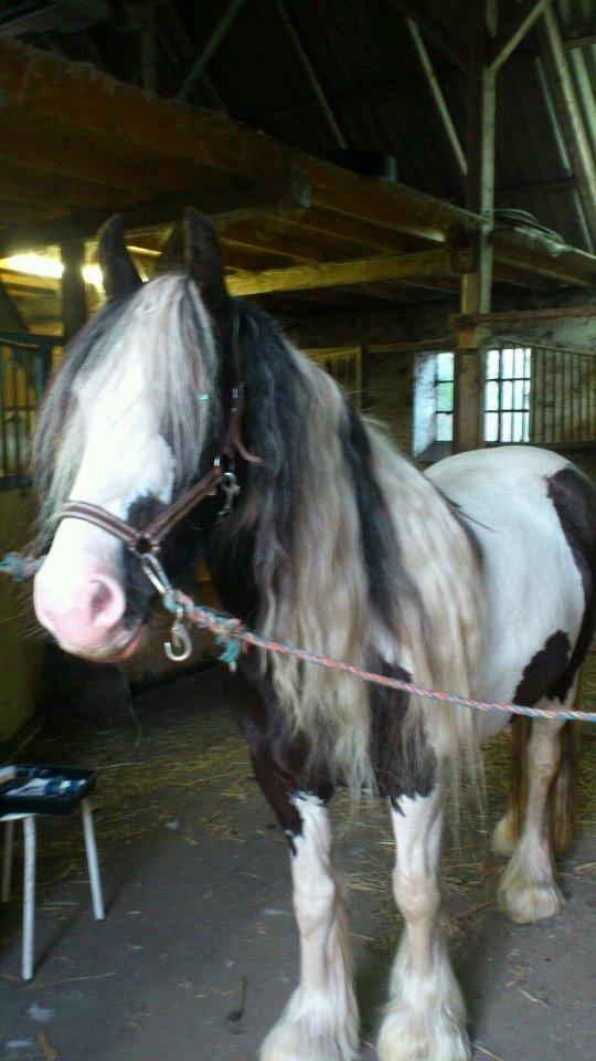 Irish Cob Ulla billede 12