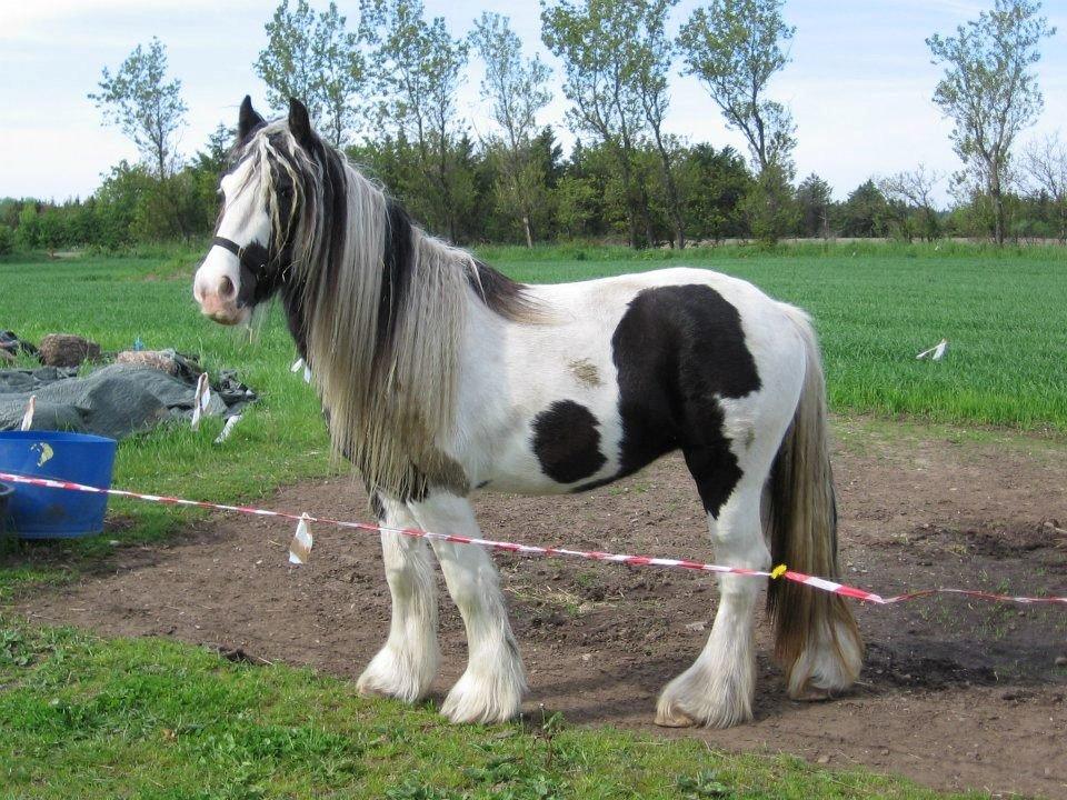 Irish Cob Ulla - Min baby, som er et par år på det billede! :) billede 8