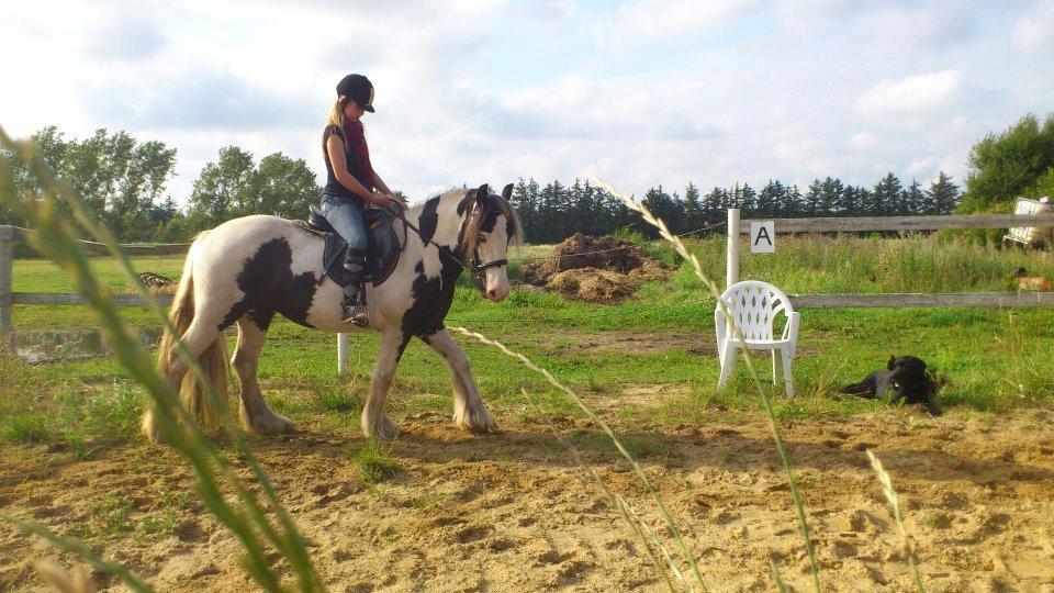 Irish Cob Ulla - Hygge dag med Ulla og bedste veninden Tabita.! <33
 billede 3