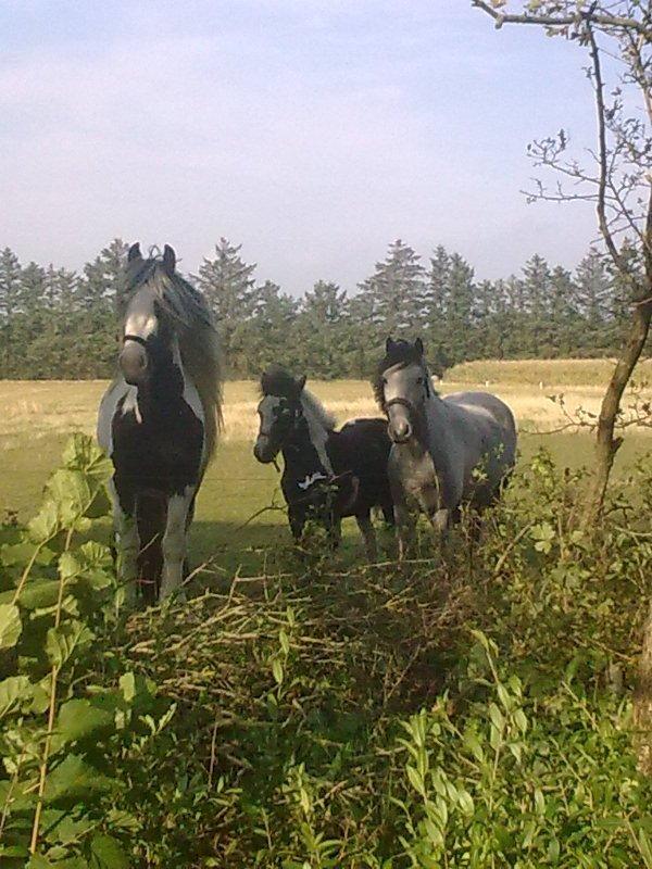 Irish Cob Ulla - Næsten alle hestene samlet, vi mangler kun ham den gamle pony! :D
Elsker dem!<3 billede 10