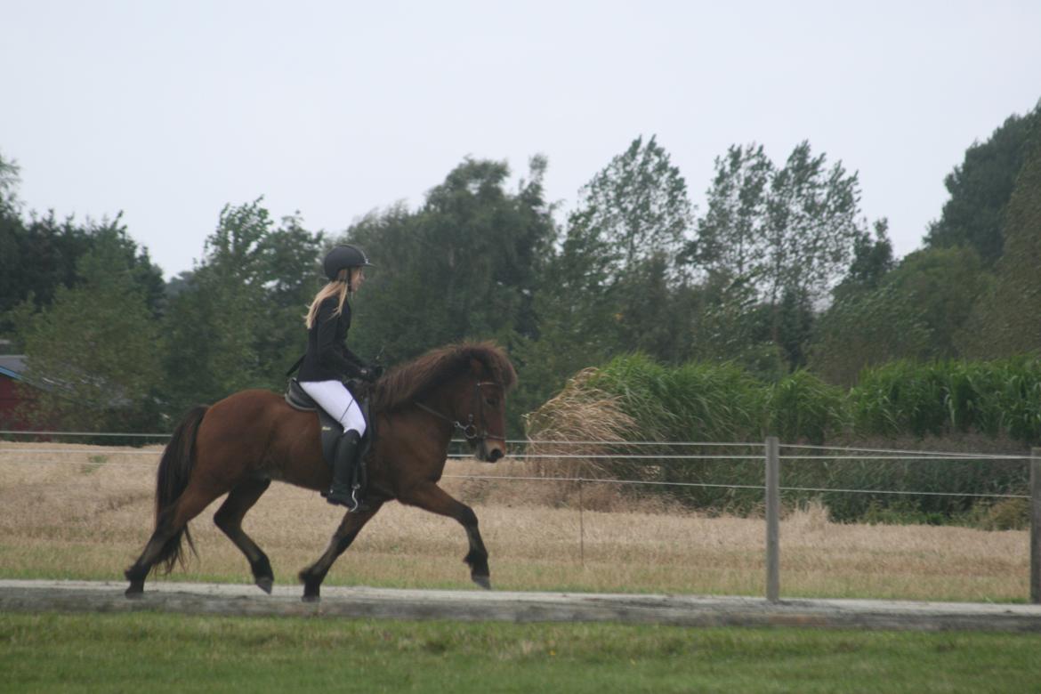 Islænder Lettir fra Skovbogaard - Trav til Bossi stævne 2012 billede 11