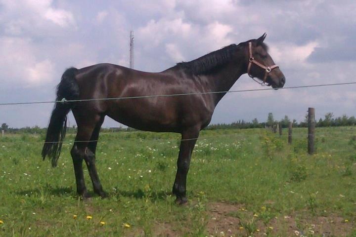 Dansk Varmblod Maygårdens Cordial - Cody <3 billede 1