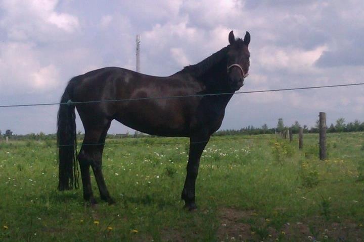 Dansk Varmblod Maygårdens Cordial - Cody <3 billede 2