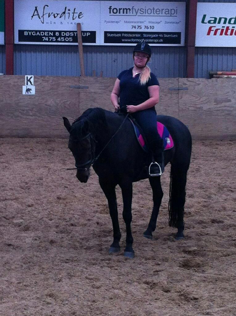 Dansk Varmblod Maygårdens Cordial - Cody <3 billede 3