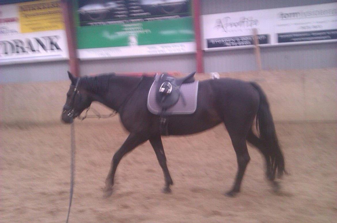 Dansk Varmblod Maygårdens Cordial - Cody <3 billede 4