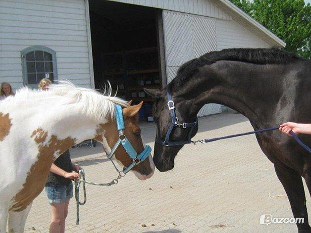 Hollandsk Sportspony Pablo P. (Nuttie)  - mine to heste mødes for første gang <3 billede 17