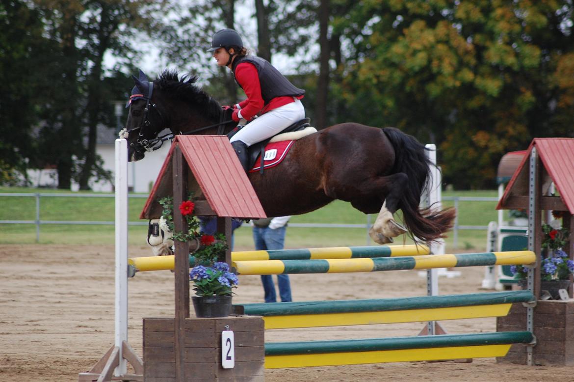 Welsh Cob (sec D) Englyst Shakespeare billede 11