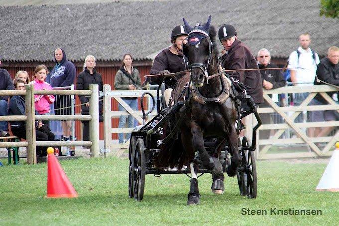 Welsh Cob (sec D) Englyst Shakespeare billede 12
