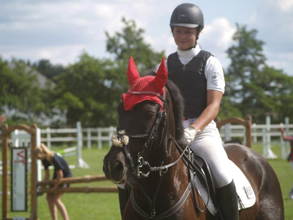 Welsh Cob (sec D) Englyst Shakespeare billede 13