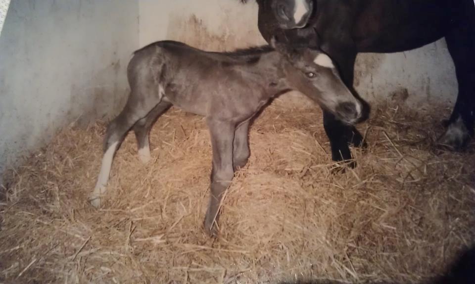 Welsh Cob (sec D) Englyst Shakespeare billede 14