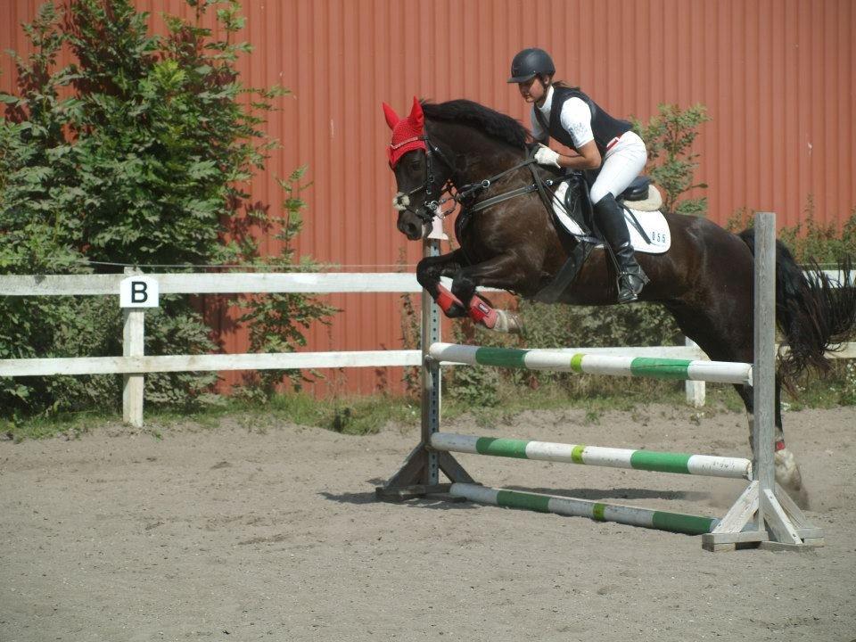 Welsh Cob (sec D) Englyst Shakespeare billede 1